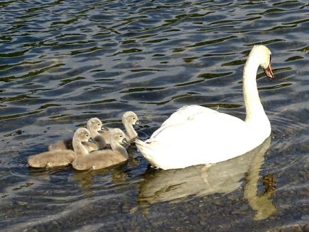 labodja družina v Preddvoru (2)